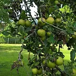 La Martiniere - Au Cours Du Ruisseau Saint-Germain-de-Livet