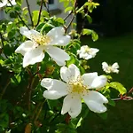 La Martiniere - Au Cours Du Ruisseau Σπίτι διακοπών Saint-Germain-de-Livet