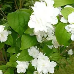 La Martiniere - Au Cours Du Ruisseau *