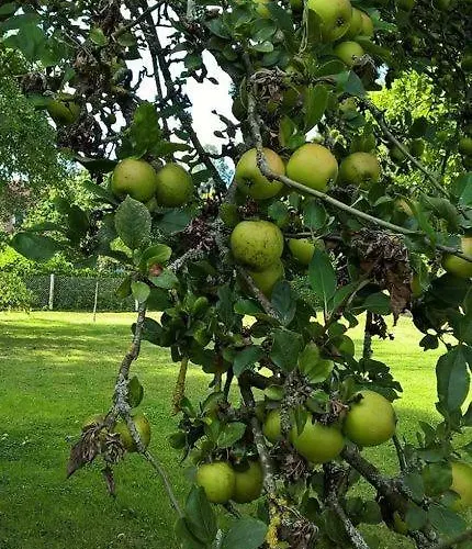La Martiniere - Au Cours Du Ruisseau Saint-Germain-de-Livet