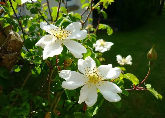 La Martiniere - Au Cours Du Ruisseau Vakantiehuis Saint-Germain-de-Livet