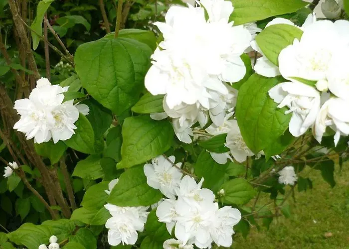 La Martiniere - Au Cours Du Ruisseau *